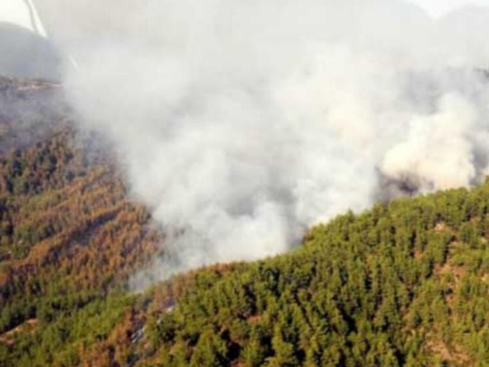 Manavgat'ta 2008 yılında yanan ormanlar yeniden yeşillendi