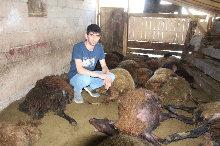 Erzurum'da 40 koyun telef oldu