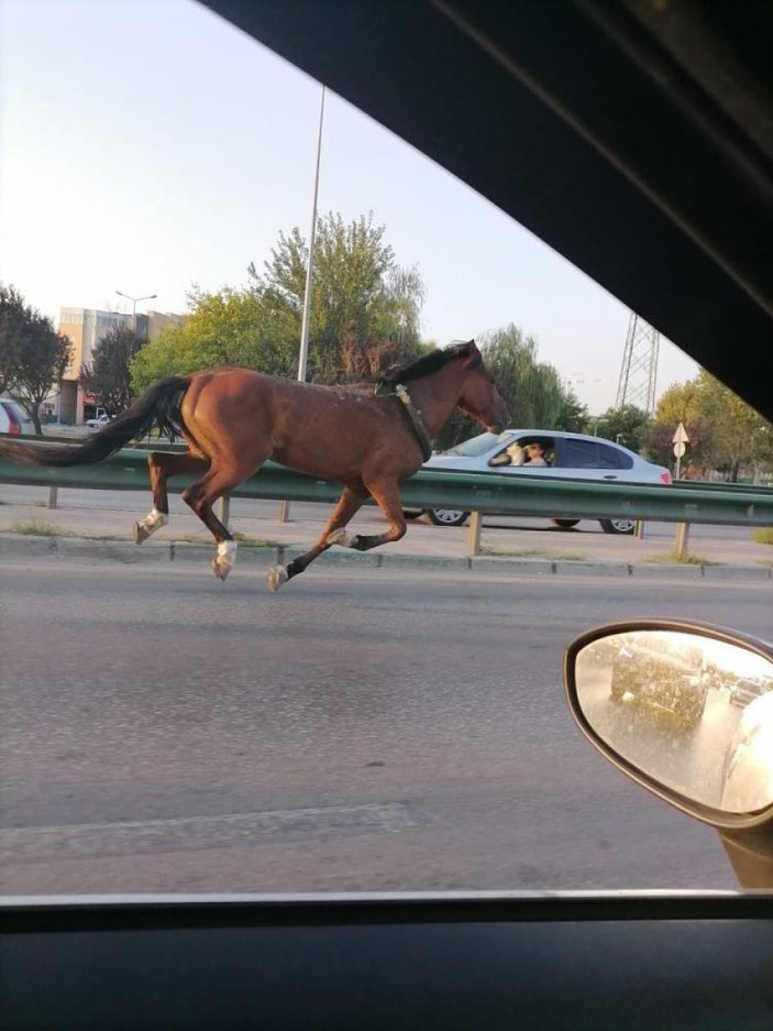 Bursa’da trafiğe çıkan at, sürücülere zor anlar yaşattı