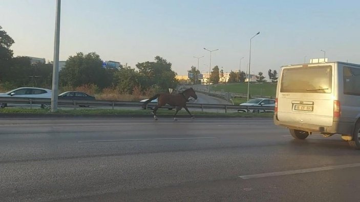 Bursa’da trafiğe çıkan at, sürücülere zor anlar yaşattı