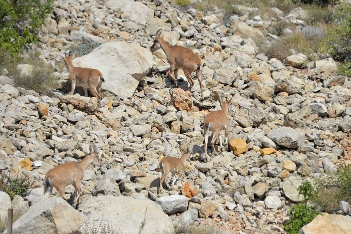 Tunceli'de dağlarda yiyecek bulamayan keçiler, tarlalara indi