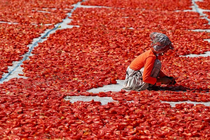 Kuru domates ihracatı arttı