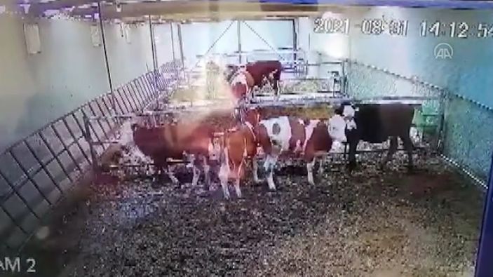 Kütahya’daki deprem, Afyonkarahisar’da ahır duvarını yıktı