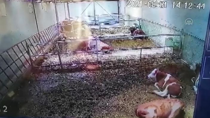 a Kütahya’daki deprem, Afyonkarahisar’da ahır duvarını yıktı