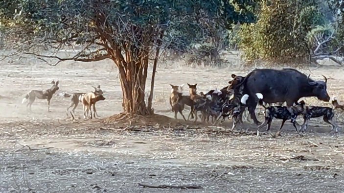 Afrika'da yabani köpek sürüsü, yetişkin bufaloyu avladı