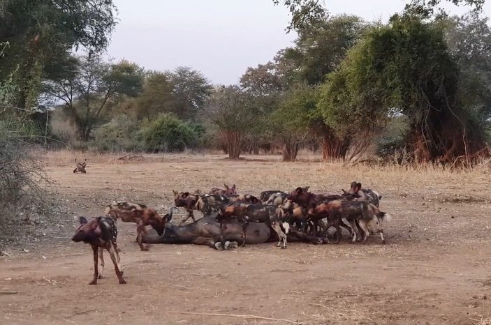 Afrika'da yabani köpek sürüsü, yetişkin bufaloyu avladı