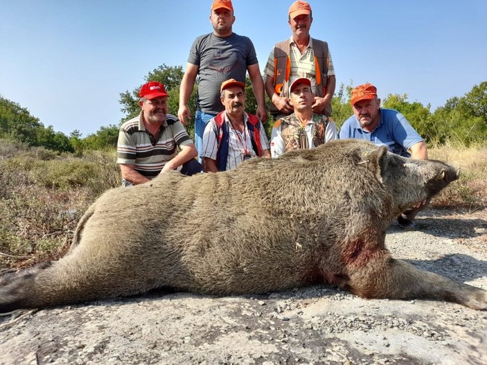 Bursa’da, tarlada 400 kiloluk domuzu vurdular