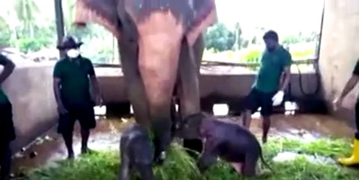 Sri Lanka'da 80 yıl sonra ikiz fil doğdu