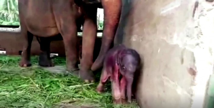 Sri Lanka'da 80 yıl sonra ikiz fil doğdu