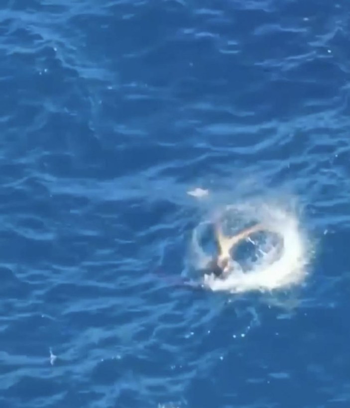 Antalya'da fok balığının ahtapot avı kameraya kaydedildi