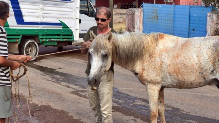 Antalya’da emekli polis, çalınan atını muhbir tutarak buldu