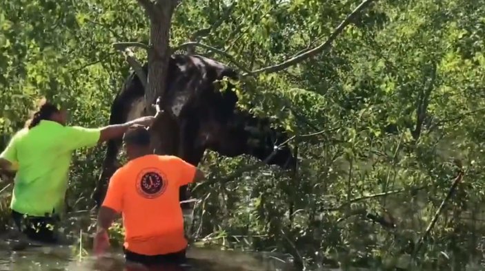 ABD'de kasırga sonrası bir inek, ağaca asılı kaldı