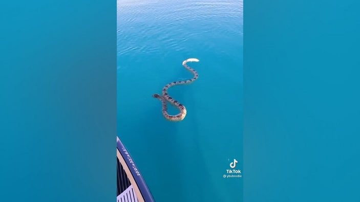 Avusturalya'daki sörfçünün tahtasına, deniz yılanı çıktı