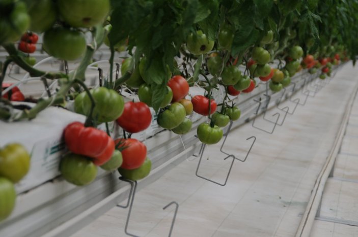 Yerli tohum domateste virüse karşı etkili olacak