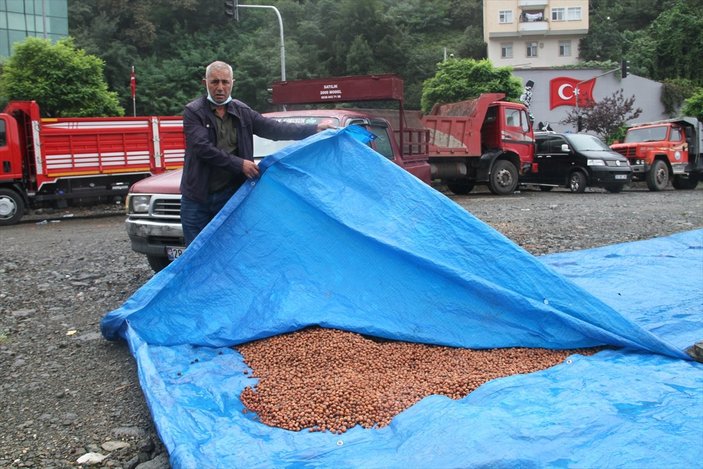 Giresun'da fındık üreticilerinin 'güneş duası'