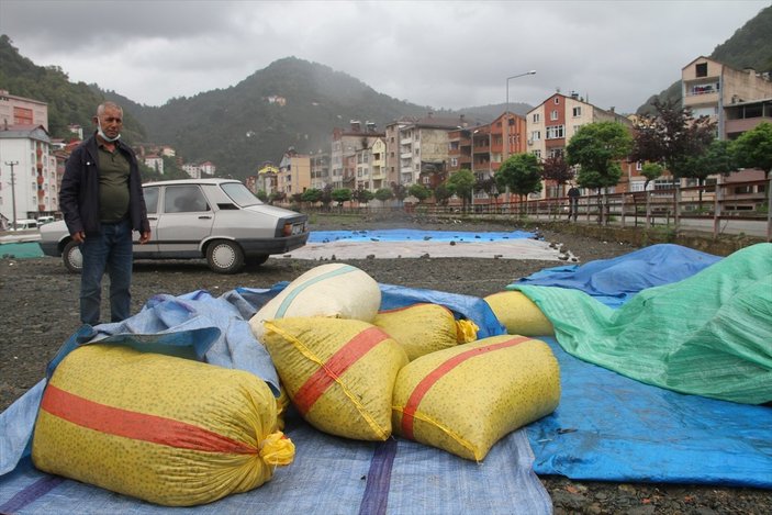 Giresun'da fındık üreticilerinin 'güneş duası'