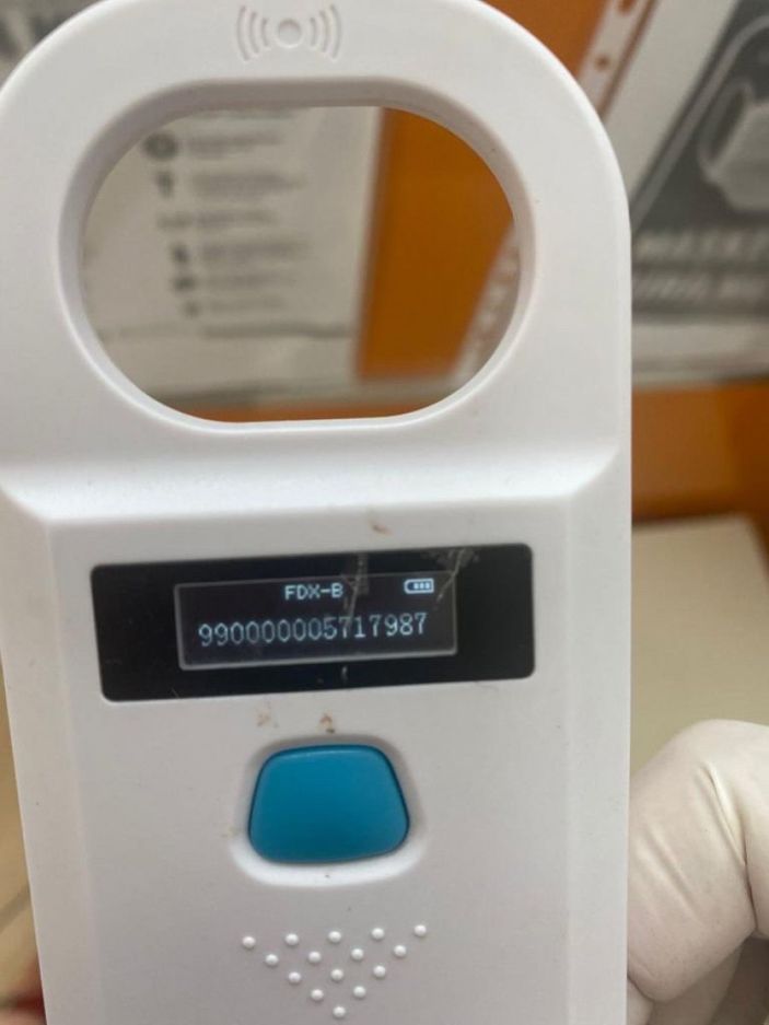 Esenyurt'ta İBB'nin kısırlaştırdığı köpeğin bağırsakları dışarı çıktı