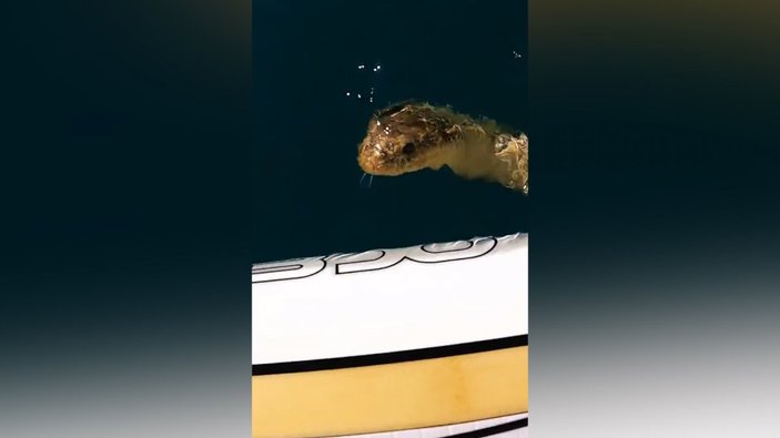 Avusturalya'daki sörfçünün tahtasına, deniz yılanı çıktı