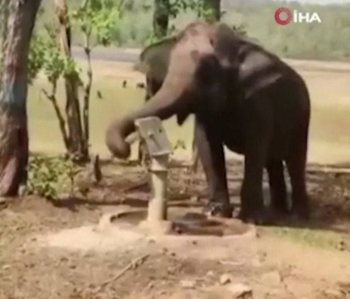 Hindistan'da bir fil, su içmek için pompa kullandı