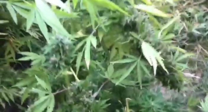 i Hatay'da kenevir yetiştiren şahsa tutuklama