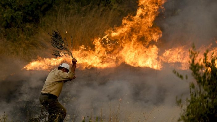 Antalya'da yanan ormanların yerine 100 milyon fidan