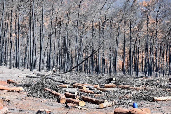 Marmaris'te yangında zarar gören ağaçlar kesiliyor