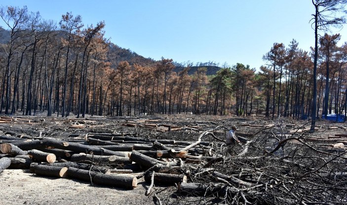 Marmaris'te yangında zarar gören ağaçlar kesiliyor