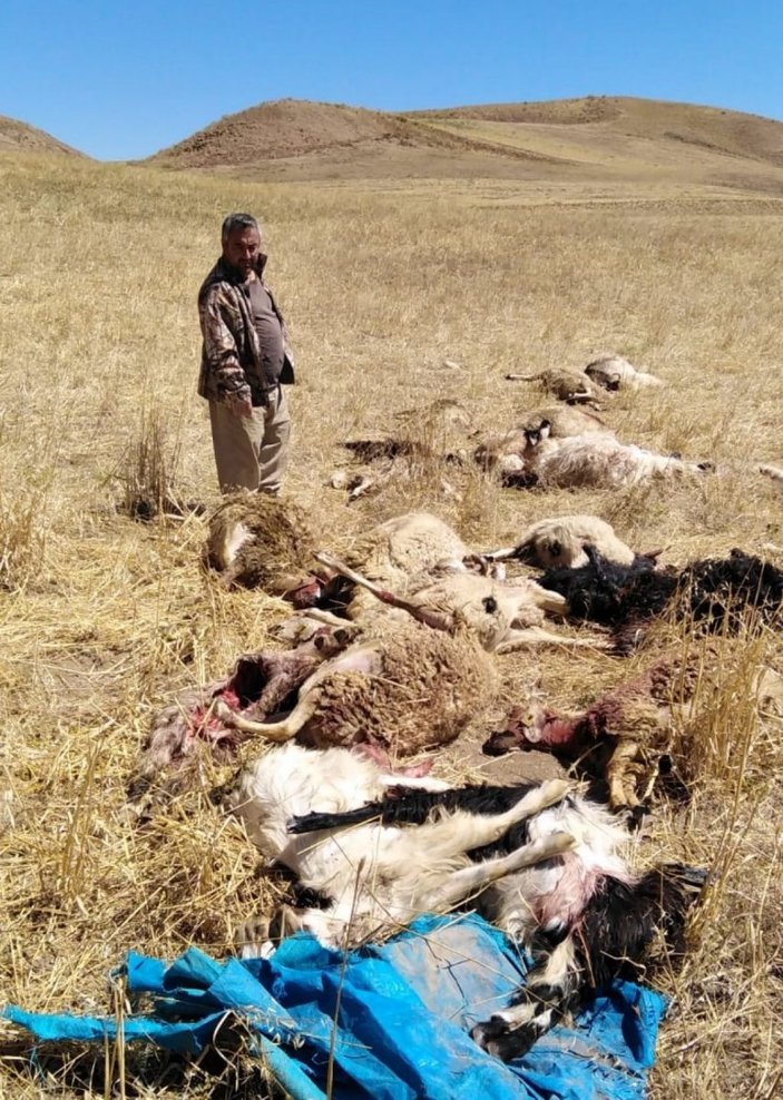 Çorum'da kurtlar sürüye saldırdı: 30 hayvan öldü