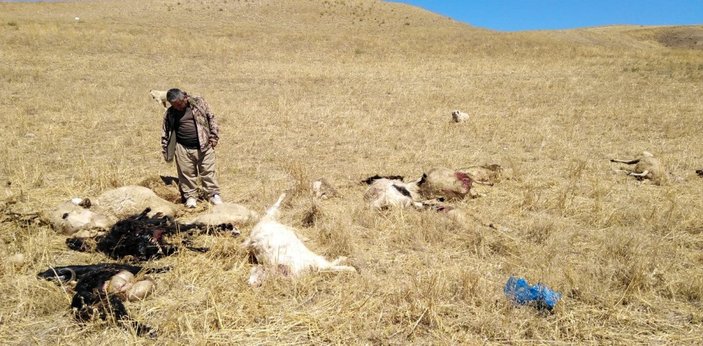 Çorum'da kurtlar sürüye saldırdı: 30 hayvan öldü