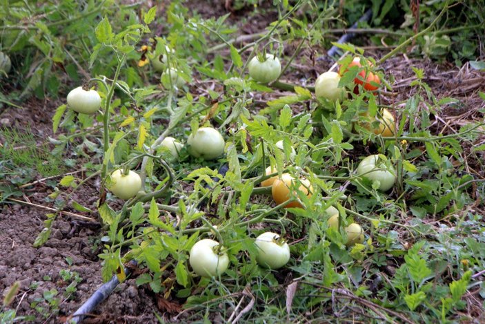 Bolu’da, hibrit tohumlu ve yerli tohumlu domatesler üzerinde deney