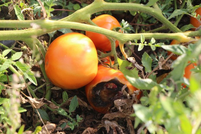 Bolu’da, hibrit tohumlu ve yerli tohumlu domatesler üzerinde deney
