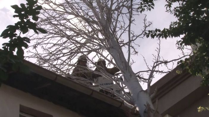 Maltepe’de evin çatısına ağaç düştü