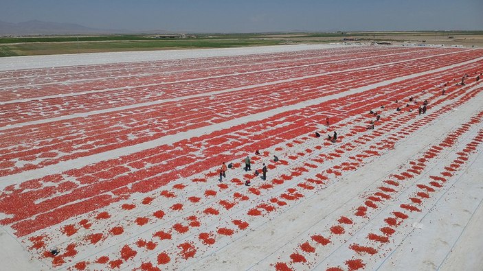 Konya'nın kurutulmuş domatesleri İtalya'da makarna sosu oluyor