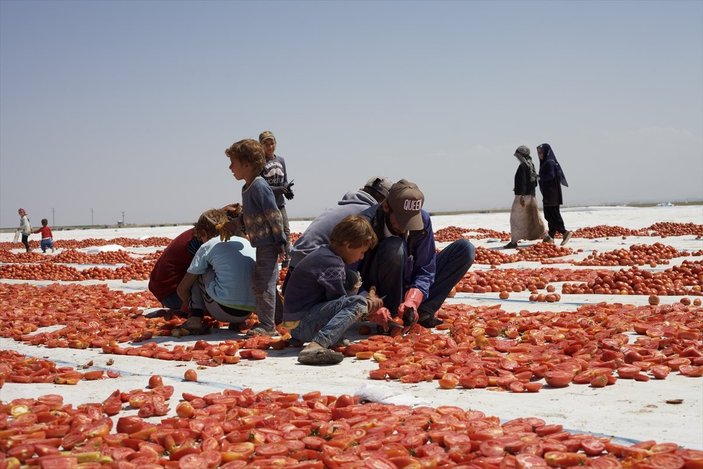 Kurutulmuş domates ihracatı