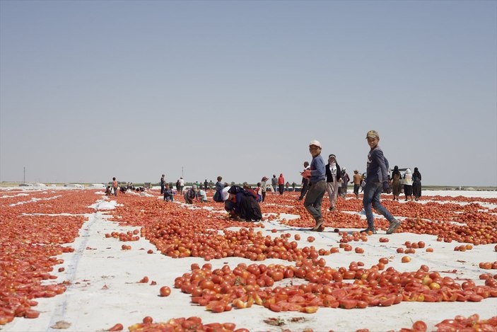 Kurutulmuş domates ihracatı