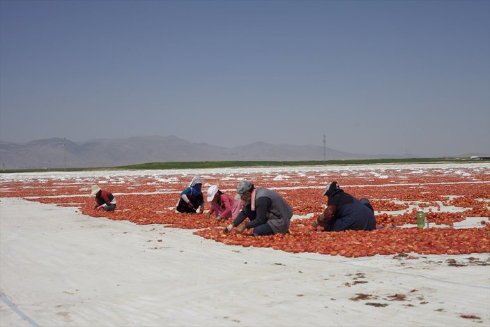 Kurutulmuş domates ihracatı