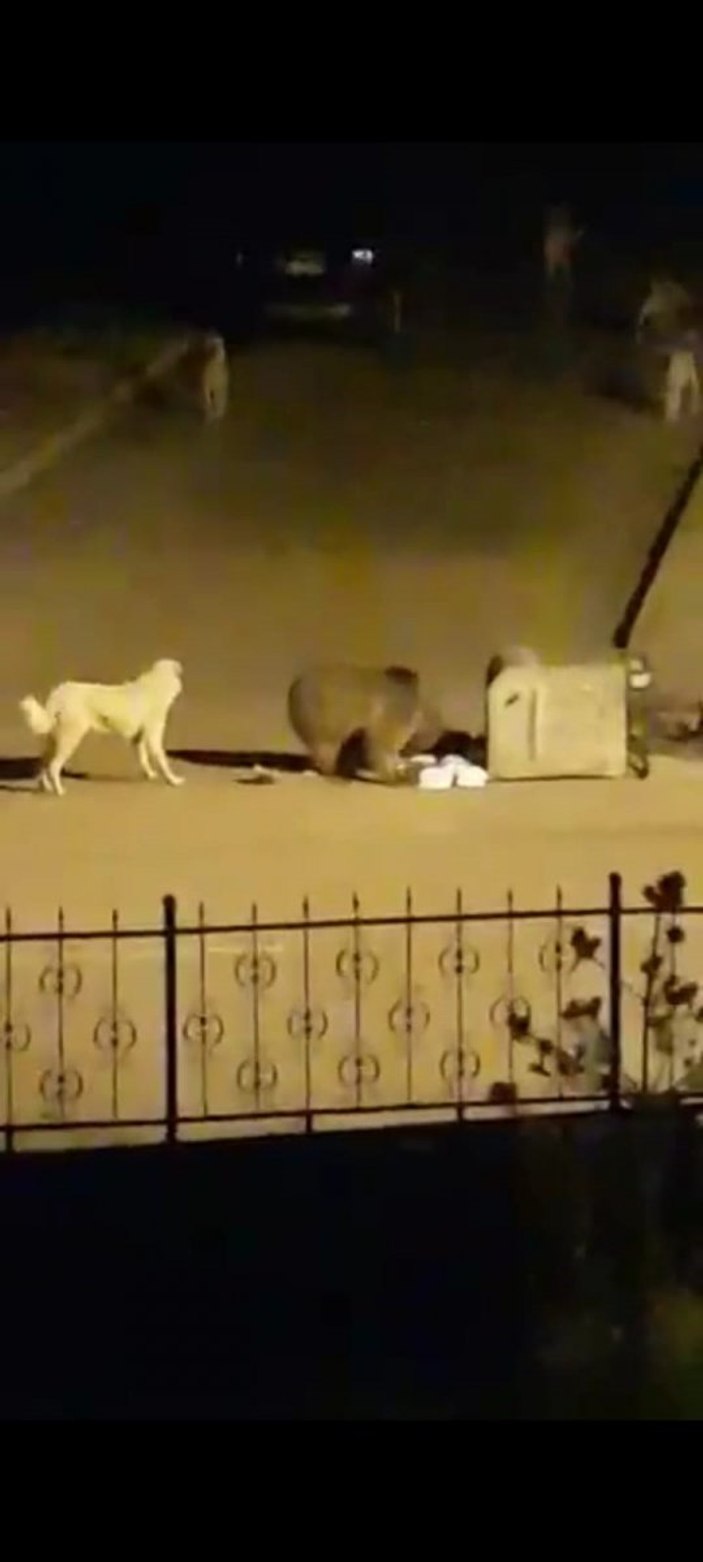 Ardahan'da açlıktan kente inen ayı çöpleri karıştırdı