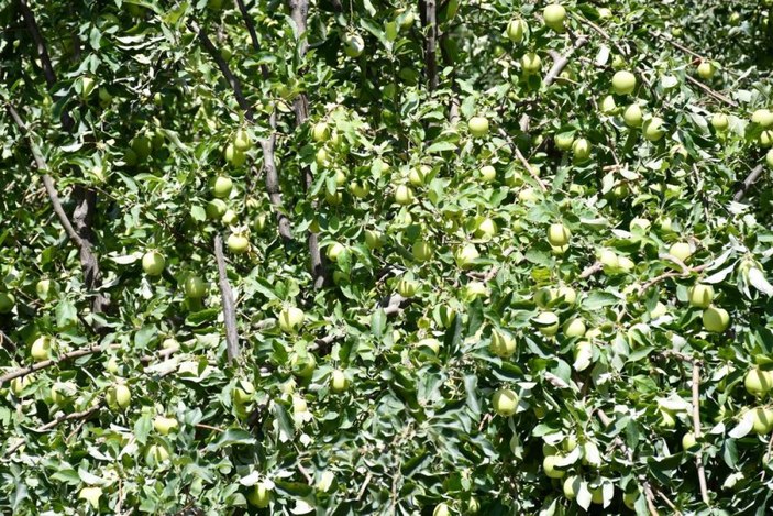 Şırnak'ta kuraklık olmayınca tonlarca elma yetişti