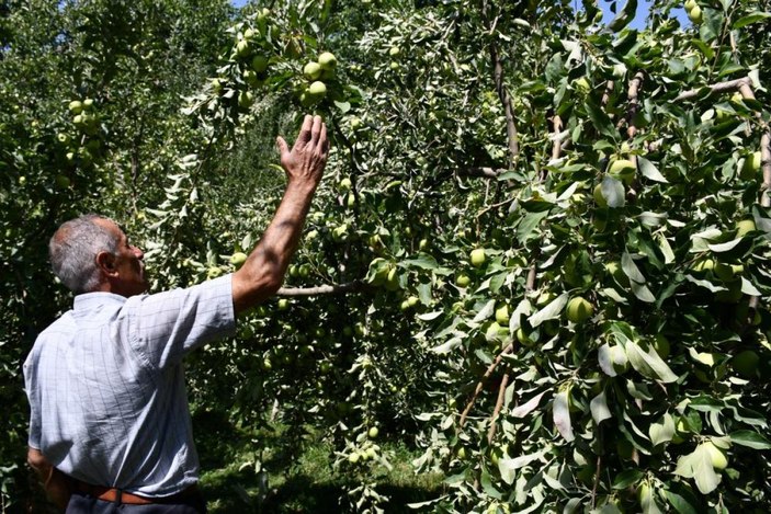 Şırnak'ta kuraklık olmayınca tonlarca elma yetişti