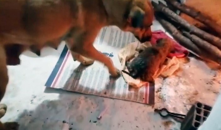 Muğla'da sulama kanalına düşen yavru köpek kurtarıldı