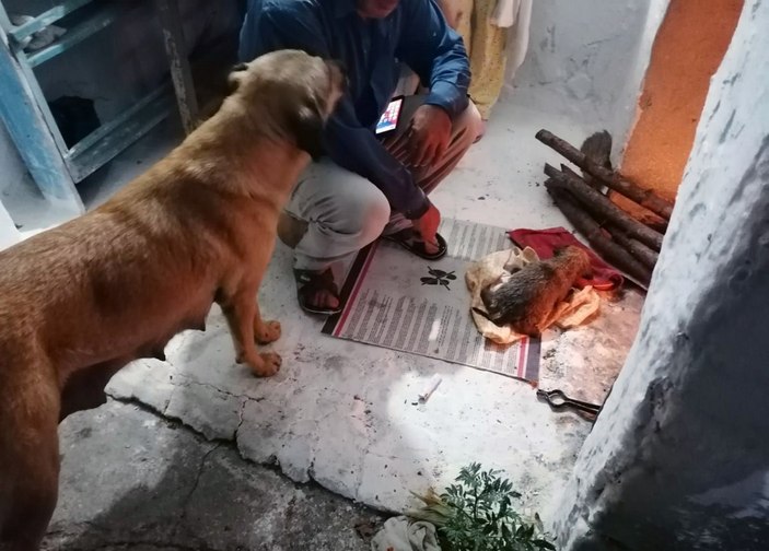 Muğla'da sulama kanalına düşen yavru köpek kurtarıldı