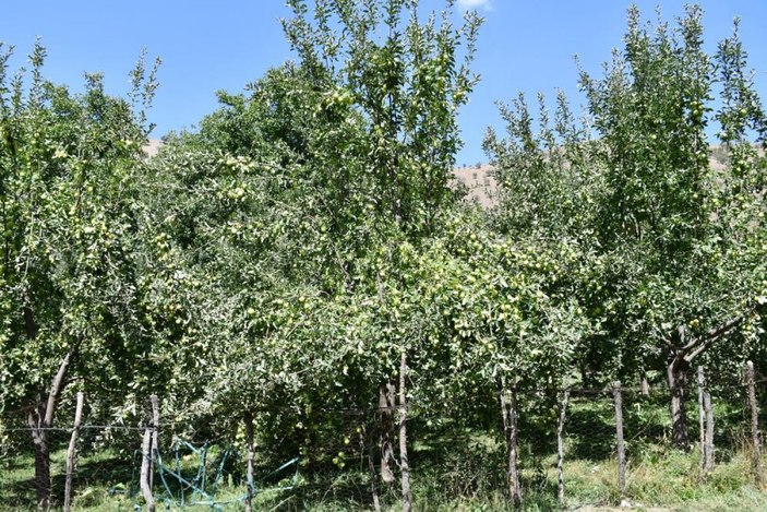 Şırnak'ta kuraklık olmayınca tonlarca elma yetişti