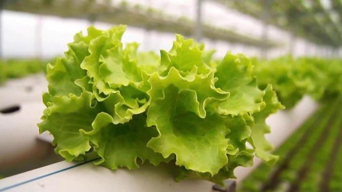 Alerjiye neden olan 8 sebze