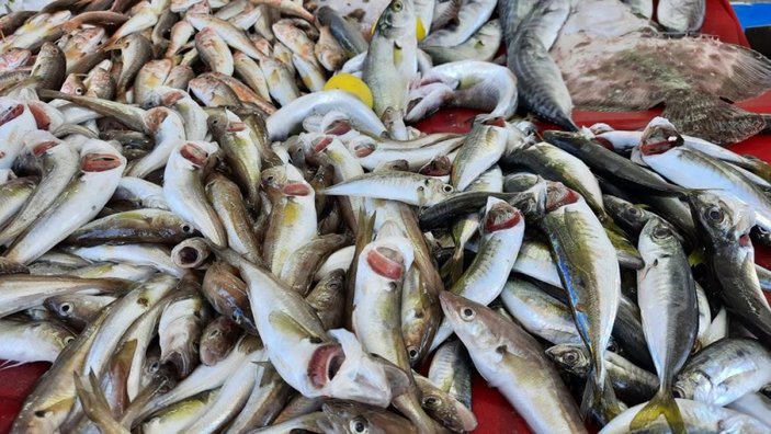 Balıkçılar isyanda: Palamut zengin balığı oldu, kilosu 135 TL