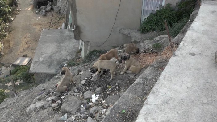 Diyarbakır'da doğum yapan köpek ve 8 yavrusuna mahalleli sahip çıktı