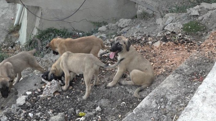 Diyarbakır'da doğum yapan köpek ve 8 yavrusuna mahalleli sahip çıktı