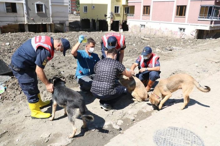 i Mehmetçik, önce vatandaşlara sonra da sokak hayvanlarına yardım ediyor
