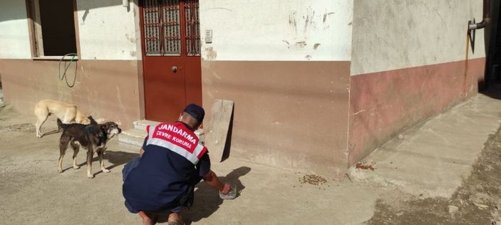 i Mehmetçik, önce vatandaşlara sonra da sokak hayvanlarına yardım ediyor