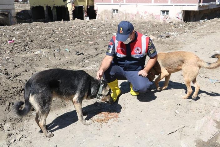 i Mehmetçik, önce vatandaşlara sonra da sokak hayvanlarına yardım ediyor
