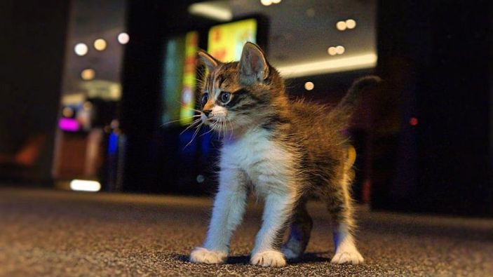 Kediler arasında en saldırganı Van kedisi çıktı